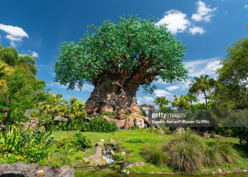 Tropical Americas are coming to Animal Kingdom