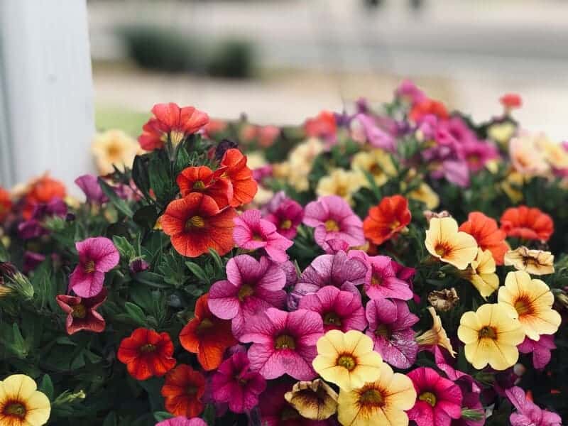 Flowers