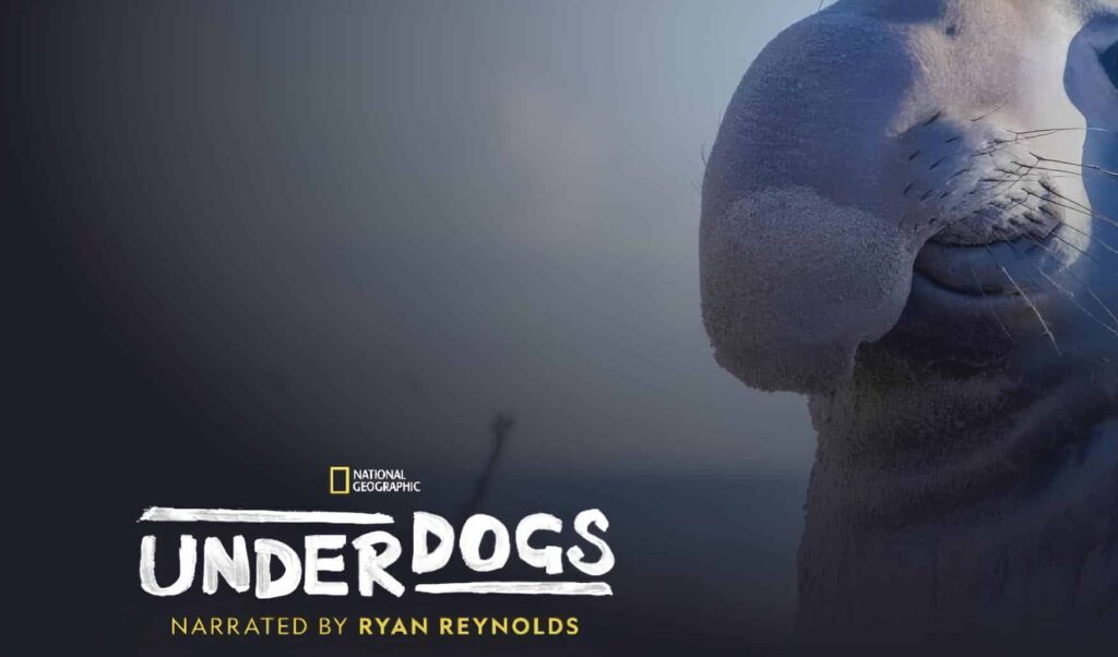disney+ promotional image for new series Underdogs from national geographic