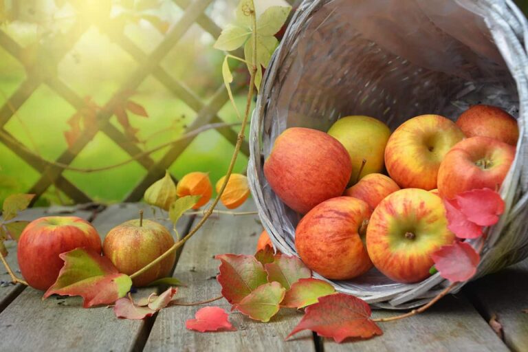 apples, leaves, fall, still life, basket, autumn, harvest, produce, organic, fruit, food, nature, light, seasonal produce