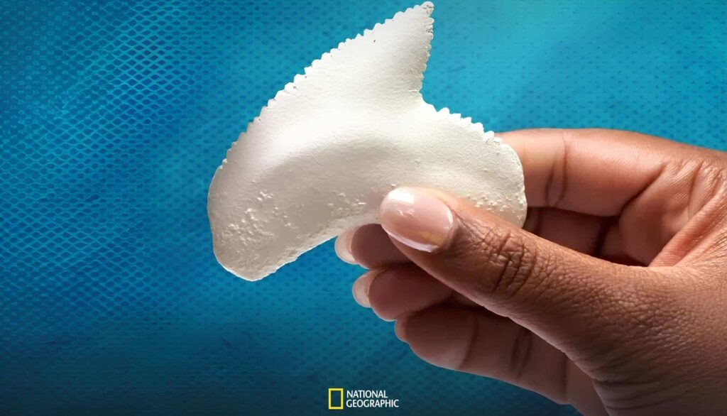 promotional image for national geographic series investivations: Shark attack available on disney plus