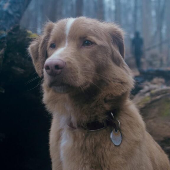 Good Boy