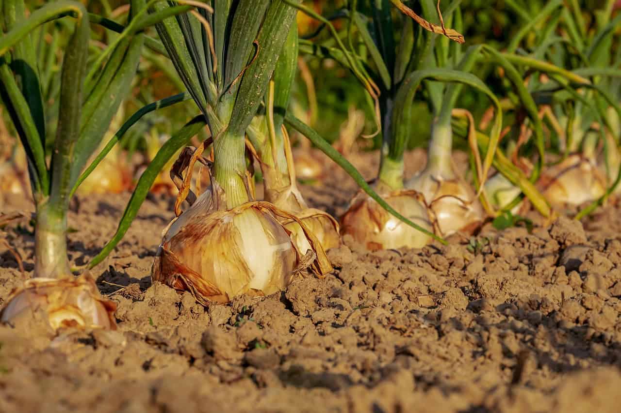 onion, fields, field, onion field, leek, vegetable garden, row, cultivation, agricultural, harvest time, floor, earth, onion, onion, onion, onion, onion, vegetable garden