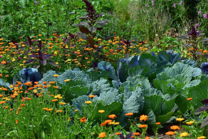 winterize, white cabbage, garden, vegetable growing, to harvest, herb, agriculture, herb cultivation, crop plant, nature, vegetables, vegetable garden, food, cabbage, cottage garden, marigolds
