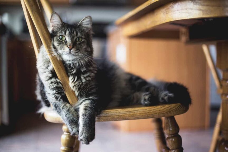This photograph features a cat sitting on a chair next to a table. With upcycling, you can create furniture everyone can enjoy.