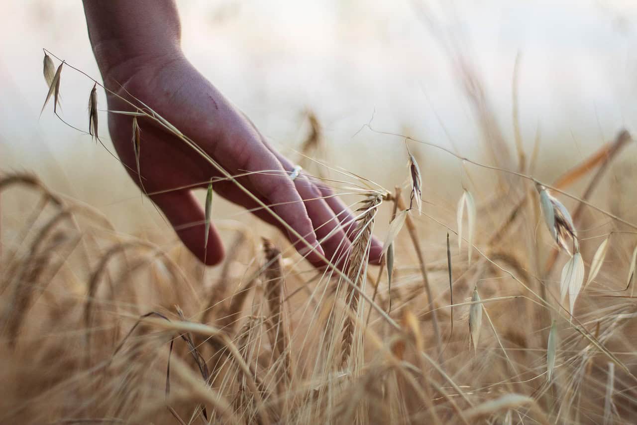 hand, wheat, rural, cereals, harvest, agriculture, barley, nature, hand, hand, hand, wheat, wheat, wheat, wheat, wheat, harvest, agriculture, agriculture, agriculture, agriculture, barley, redemption