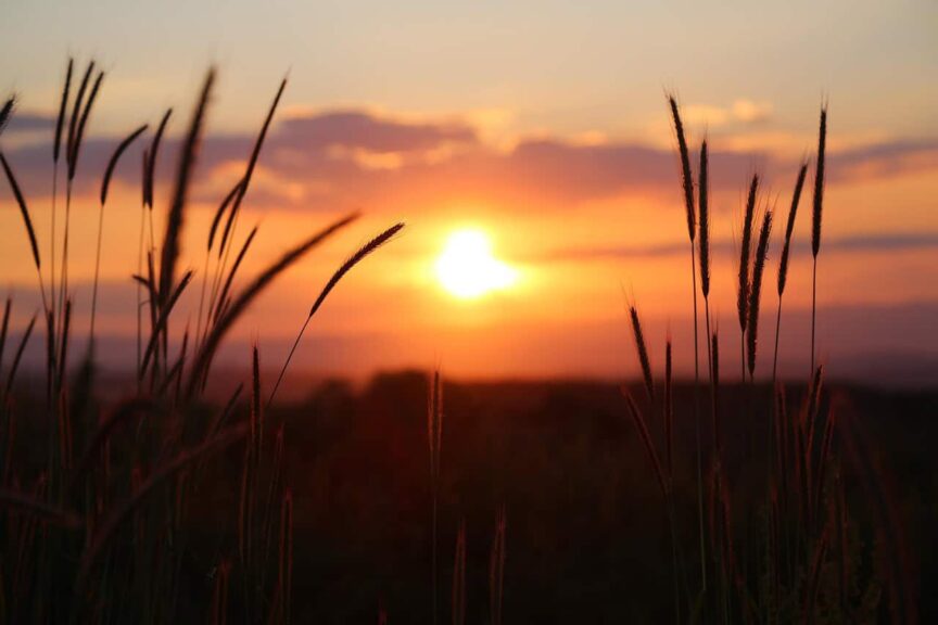 end-of-summer, sunset, nature, meadow, field, landscape, twilight, dusk, sunset, sunset, sunset, sunset, sunset, field