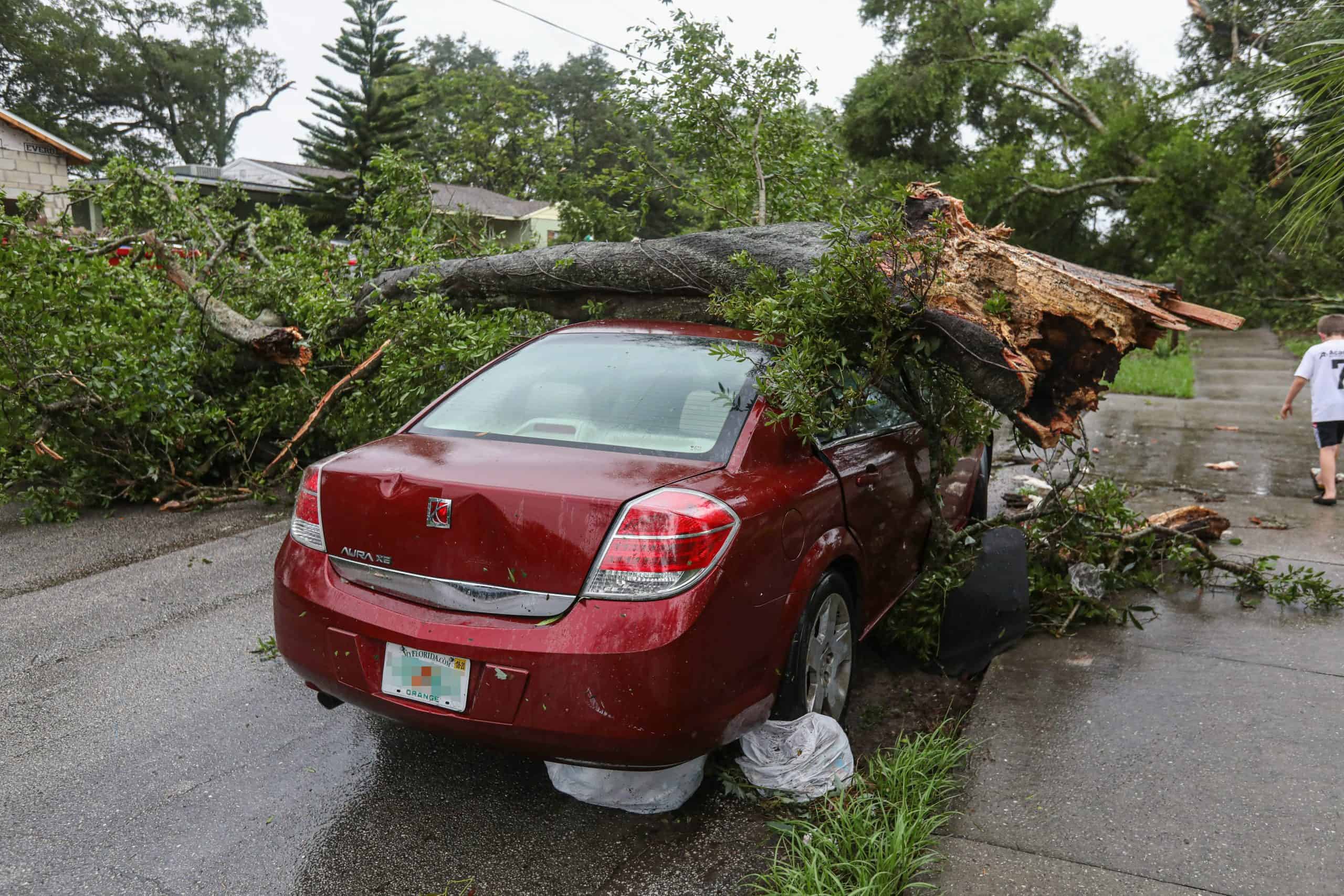 Car with a tree fallen on it. supplies and safety tips