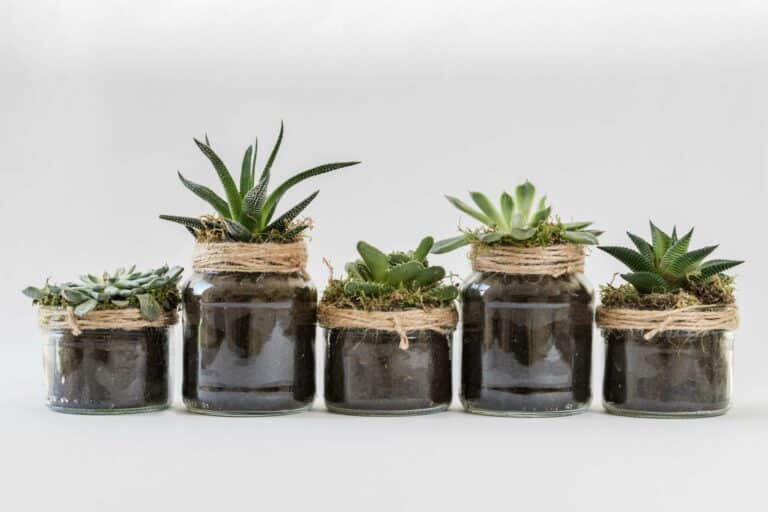 Aesthetic arrangement of diverse succulents in decorative glass jars, perfect for home decor.