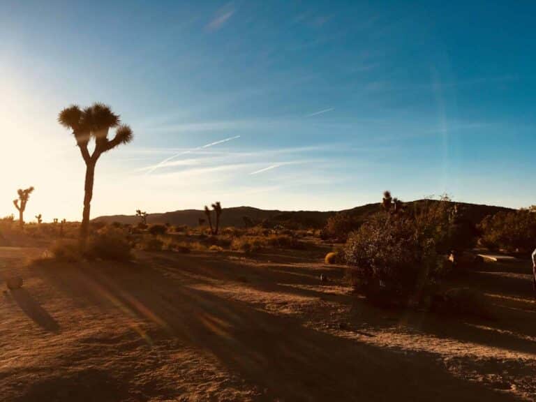 Capture of a serene desert morning in Joshua Tree, highlighting its unique flora against a glowing horizon.