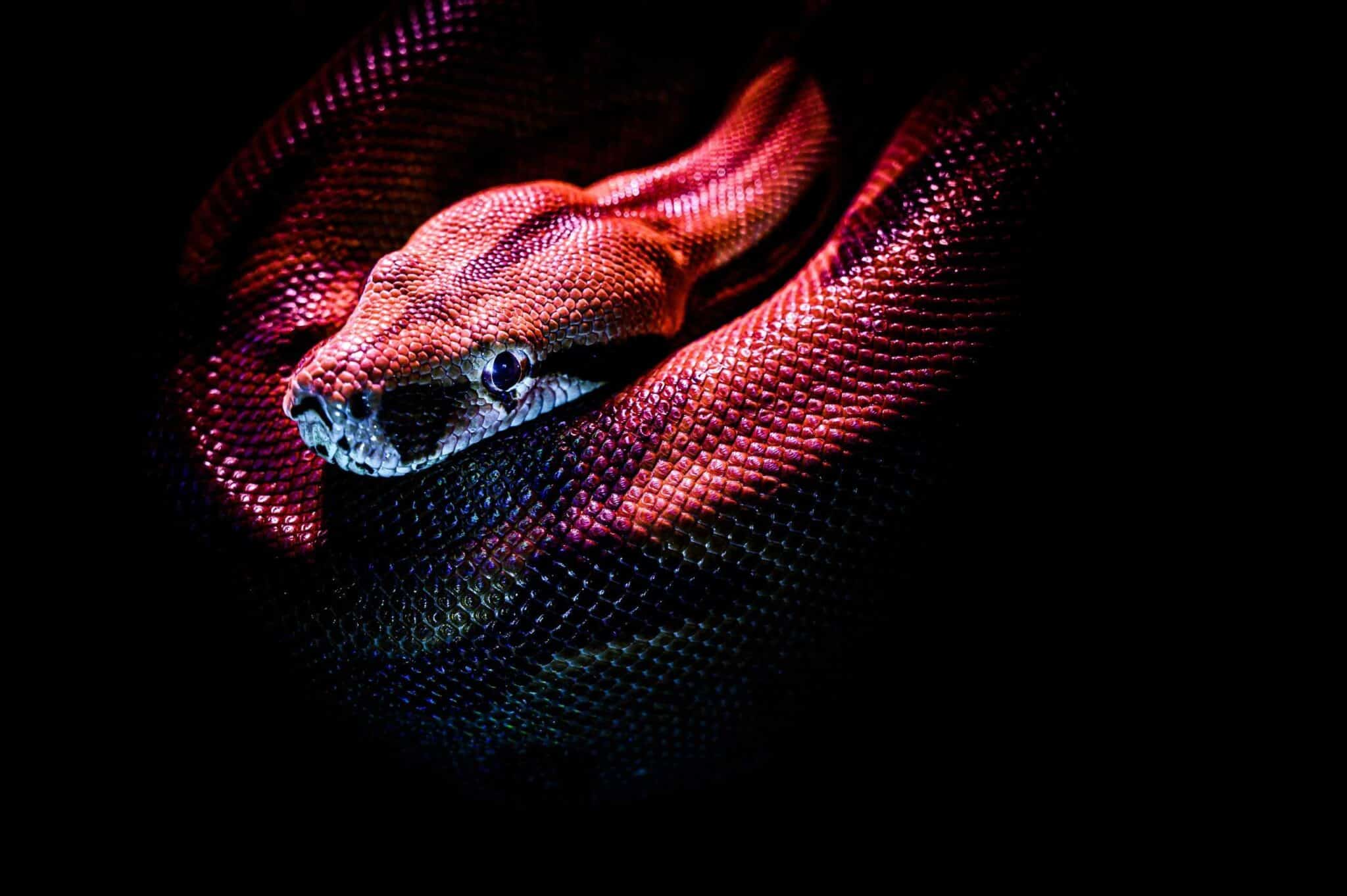 Scary Snake Dream Interpretations That Might Explain What Your Subconscious Is Telling You