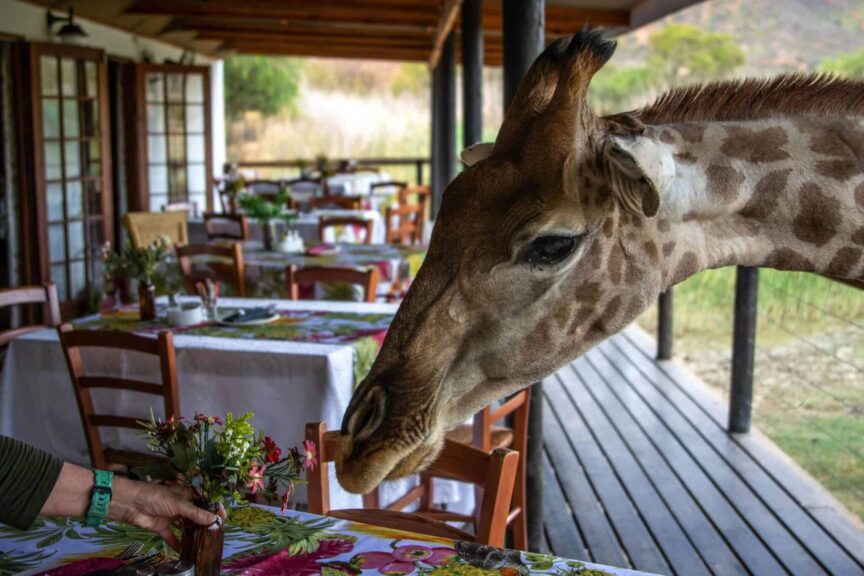 safari lodges