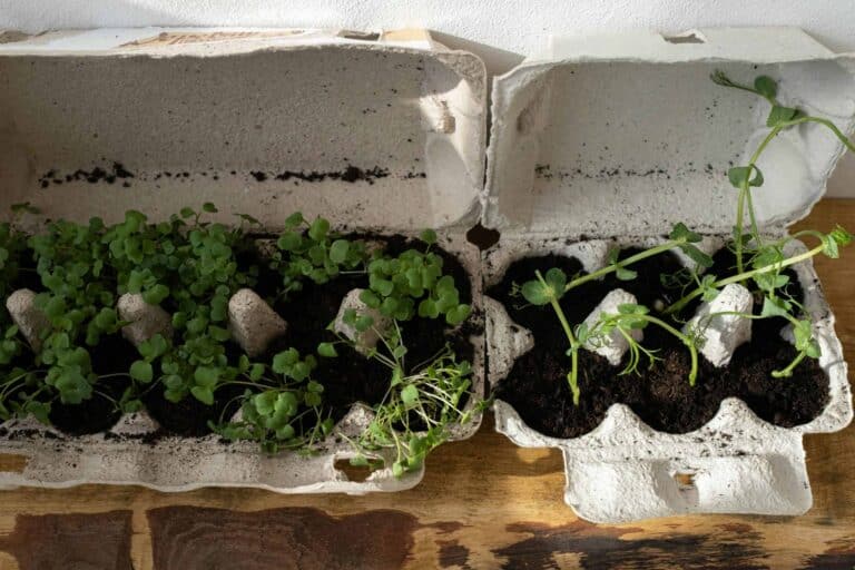 Organic herbs growing in recycled egg cartons on a wooden surface, embracing zero waste gardening.