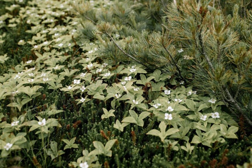Native shrubs like bunchberry plants covering the forest floor beneath tall pine trees, creating a serene green landscape. Photo by Julia Volk via Pexels.