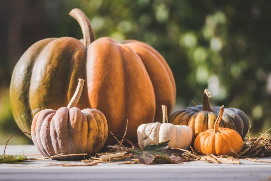 This photograph features pumpkins outdoors. Be sure to take Halloween decor safety into account when decorating.