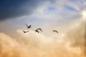 birds, flying, freedom, ducks, heaven, animals, wildlife, nature, sunset, daily devotion