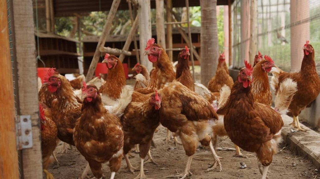 chicken coops