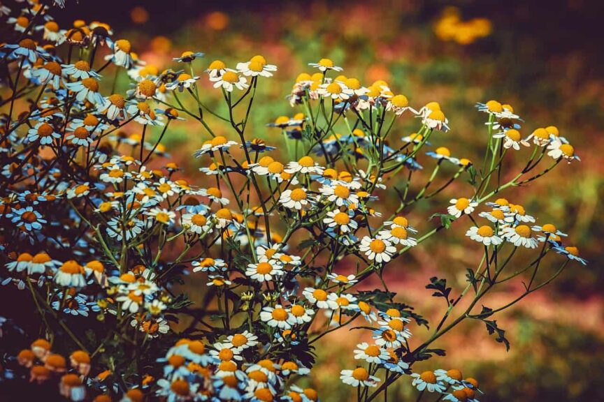 motherwort, blossom, bloom, white, nature, yellow, tanacetum parthenium, chrysanthemum parthenium, herbaceous, plant, herb, medicinal herb, medicinal plant, flora