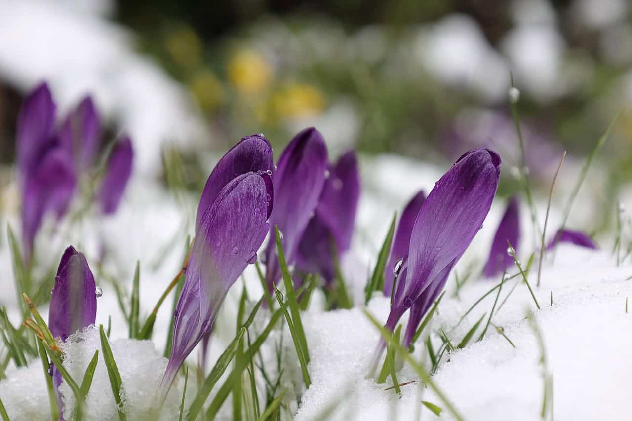 purple crocuses, crocuses, snow, purple flowers, spring flower, early bloomer, flower, blossom, beautiful flowers, bloom, spring, flower wallpaper, plants, garden, spring awakening, nature, flora, flower meadow, flower background, signs of spring, spring flowers, beginning of spring