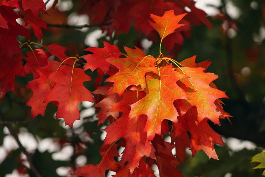 fall festivals