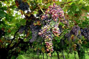 grapes, abundance, vineyard, fruit, green fruits, abundance, abundance, abundance, abundance, abundance, daily devotion