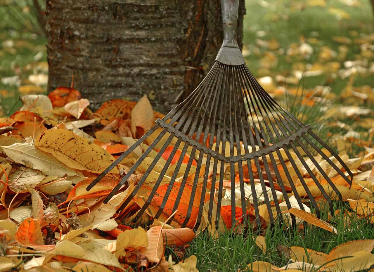 computing, raking leaves, tool, garden, gardening, fall, nature, leaves, autumn leaves, gardener