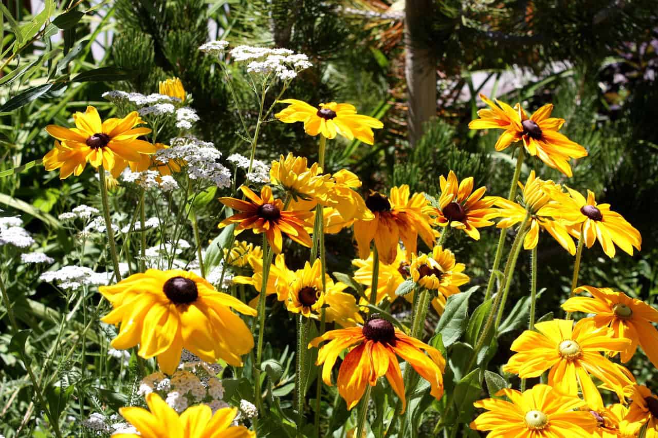 flower, black-eyed susan, susan, flower wallpaper, drought, nature, rudbeckia, summer, bloom, beautiful flowers, blossom, black-eyed, wildflower, petal, coneflower, perennial, black-eyed-susan, bright, flower background, yellow, garden, floral