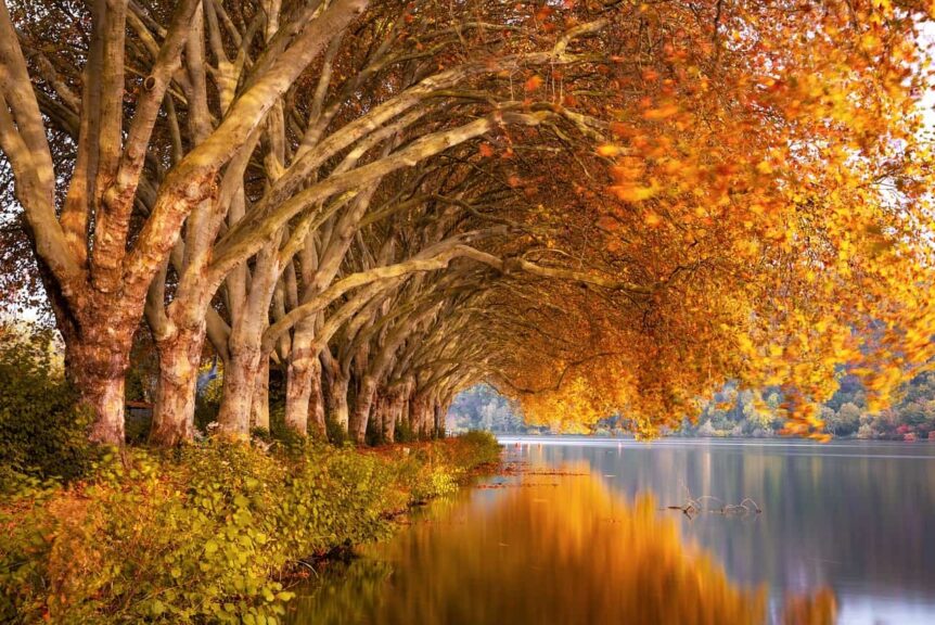 fall colors, fall, lake, plane trees, nature, landscape, water, mood, scenic, reflection, romantic, quiet, waters, the atmosphere, ruhr area, baldeneysee, fall, fall, fall, fall, fall, lake