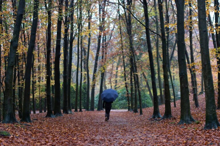 Person strolling through a serene autumn forest, surrounded by vibrant fall foliage.