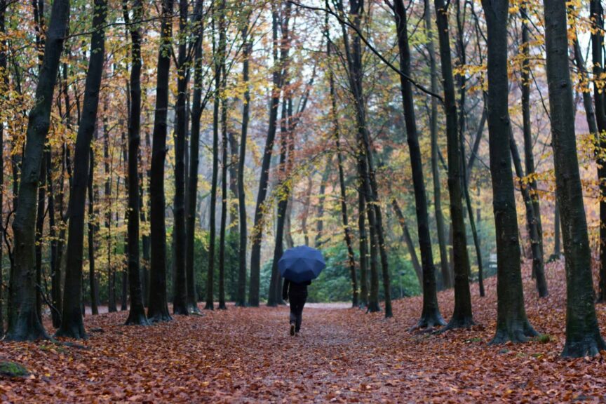Person strolling through a serene autumn forest, surrounded by vibrant fall foliage.