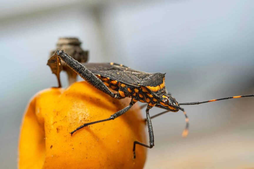 Chagas disease, Detailed macro shot of a Triatominae bug on a fruit in Jakarta.