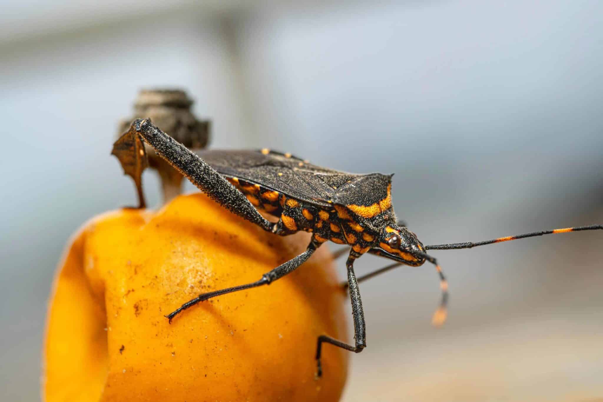Chagas disease, Detailed macro shot of a Triatominae bug on a fruit in Jakarta.