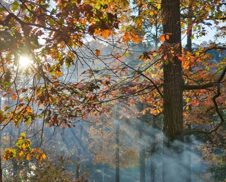 Fall destinations in the south for families Sunlight streaming through fall foliage in Hartwell, Georgia, creating a serene forest scene.