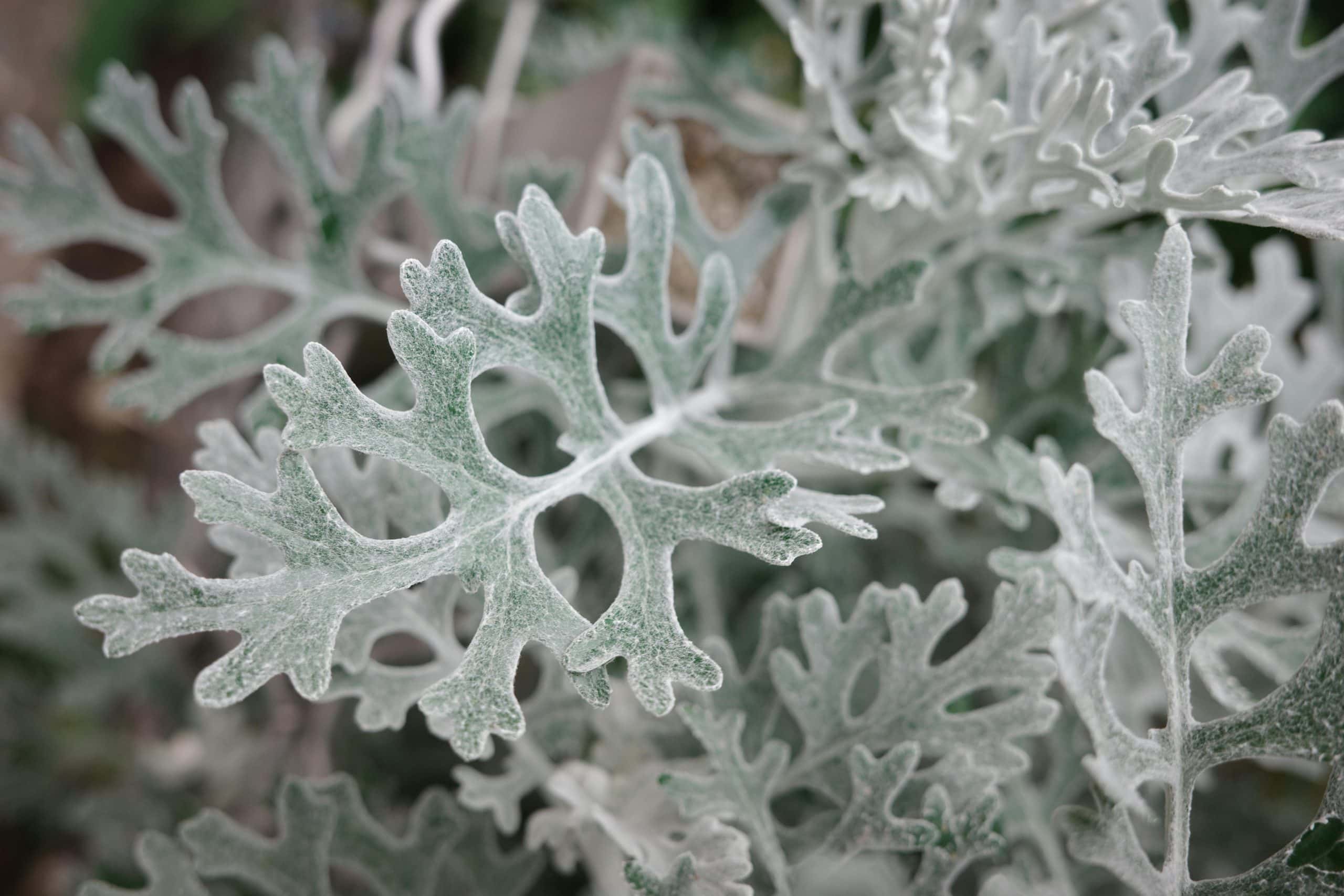 A detailed close-up shot of Dusty Miller leaves showcasing their frosted, lace-like texture.