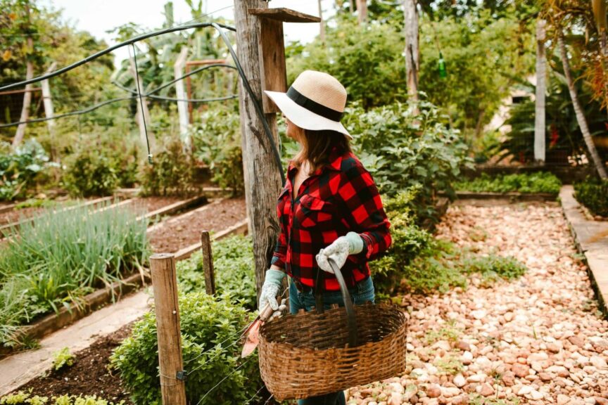 fall annuals, A woman in a hat and gloves tending to her garden with a basket among plants on a sunny day.