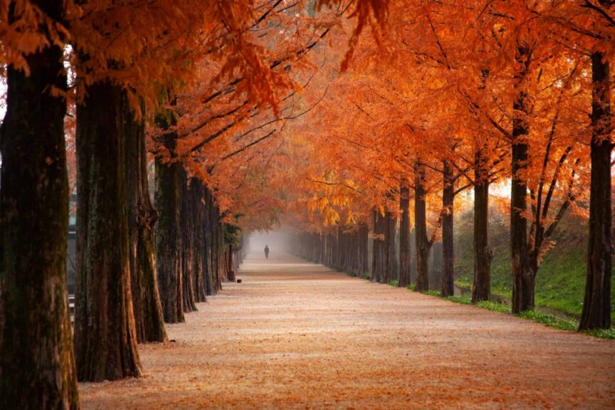 fall, autumn