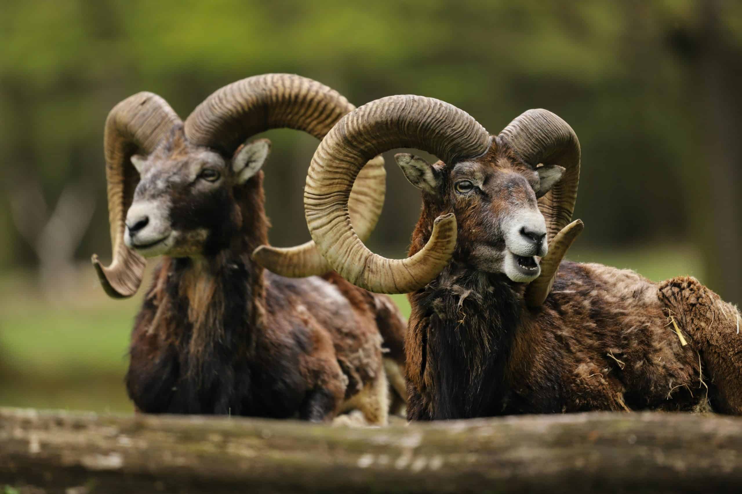 Two majestic mouflons with large curled horns captured in a serene wildlife park setting.