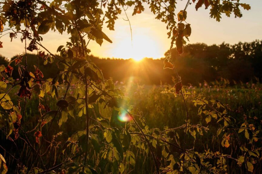 Capture of a stunning sunset through autumn leaves in a serene landscape. Mabon