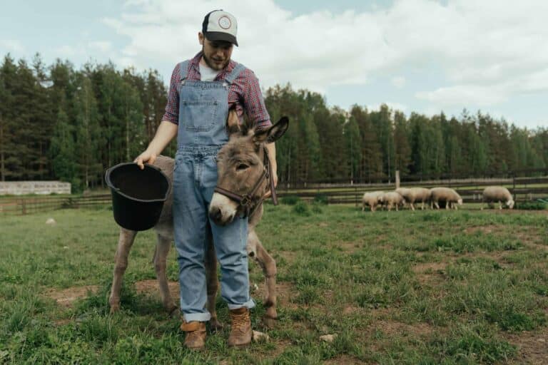 A farmer in overalls with a donkey and a flock of sheep on a pasture. animal-assisted therapy