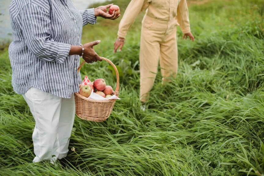 apple picking