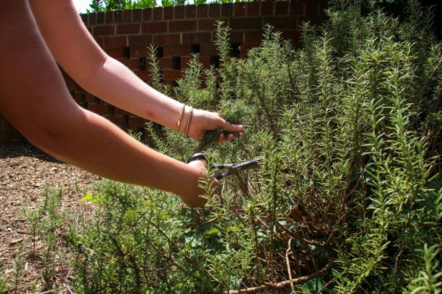 Autumn pruning, Close-up image of a person harvesting rosemary in the garden with scissors.