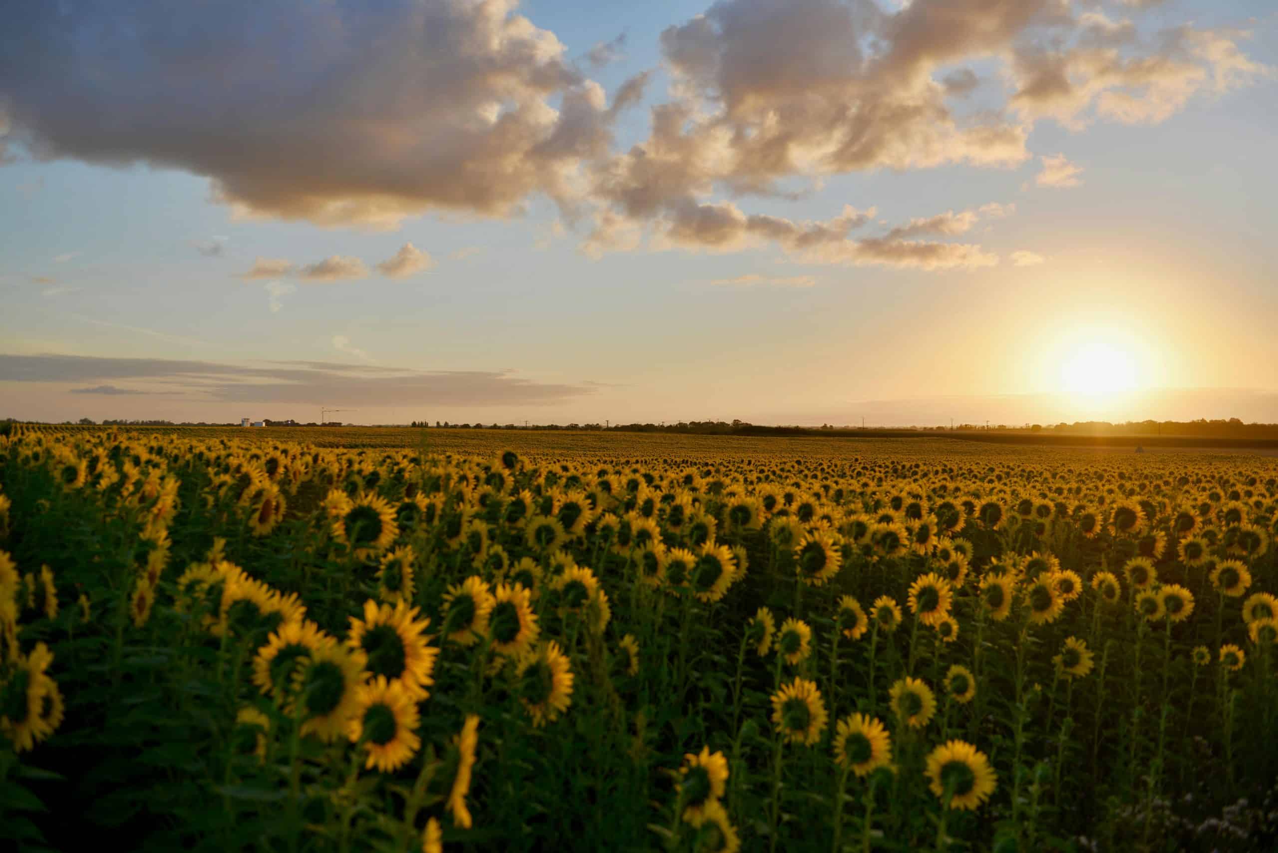 Golden sunflowers in full bloom under a dramatic sunset sky, showcasing nature's beauty.