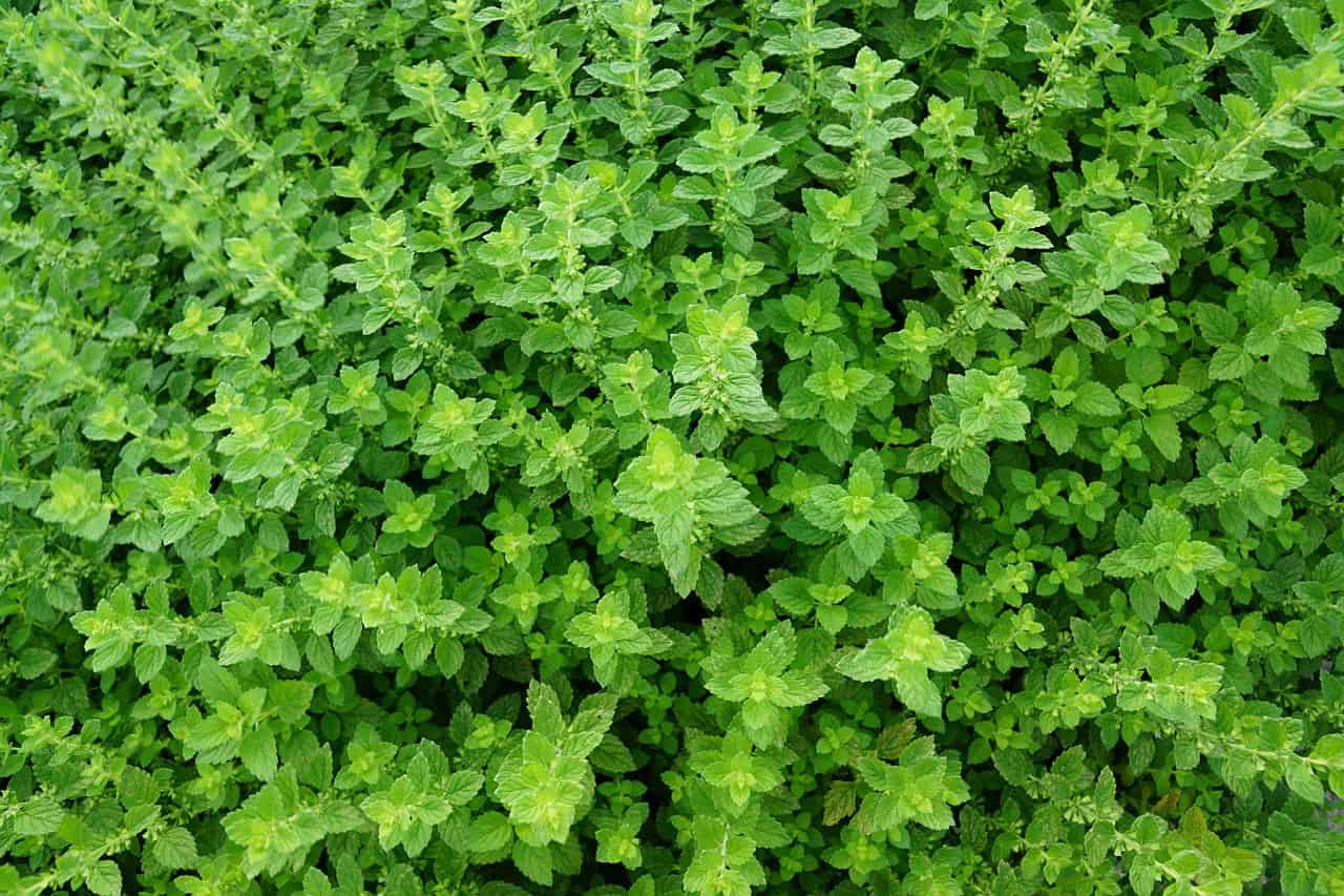 herb, plant, green, nature, thyme