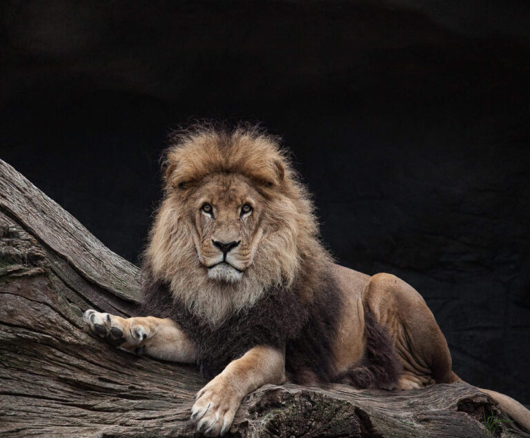 lion, king, nature, predator, species, fauna, wildlife, animal, mammal, leo
