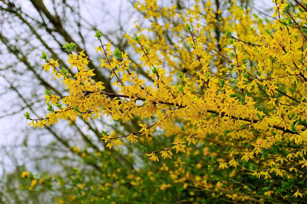blossoms, spring, forsythia, bloom, nature, yellow, heaven, close up, chequered, forsythia flowers, bright, colorful, april, forsythia, forsythia, forsythia, forsythia, forsythia, april