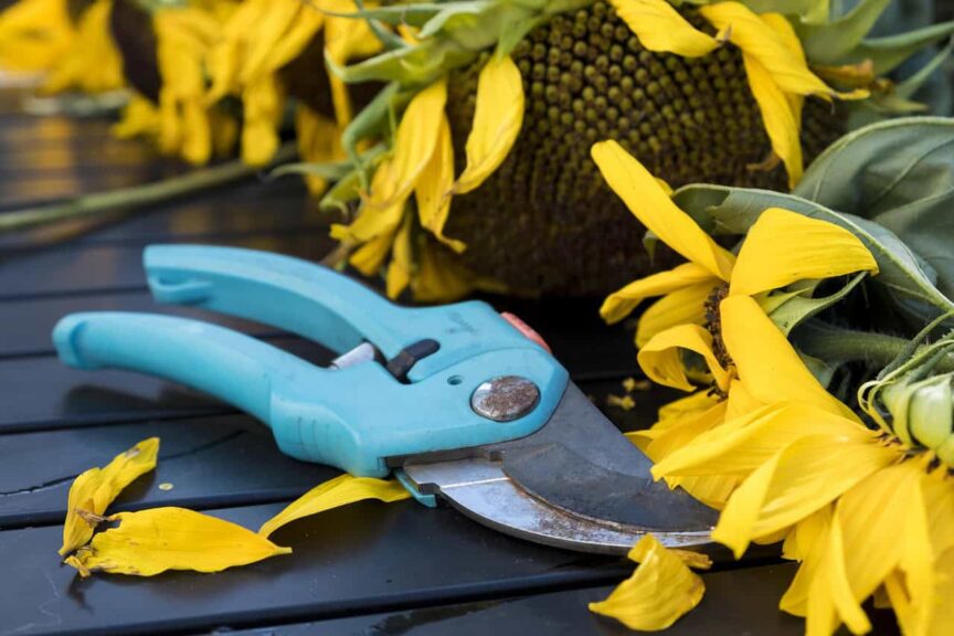 fall, scissors, pruning shears, flower background, beautiful flowers, nature, tool, gardening, garden, garden tools, flower wallpaper, flower, sunflower, blossoms, withered, wilted, October, garden,