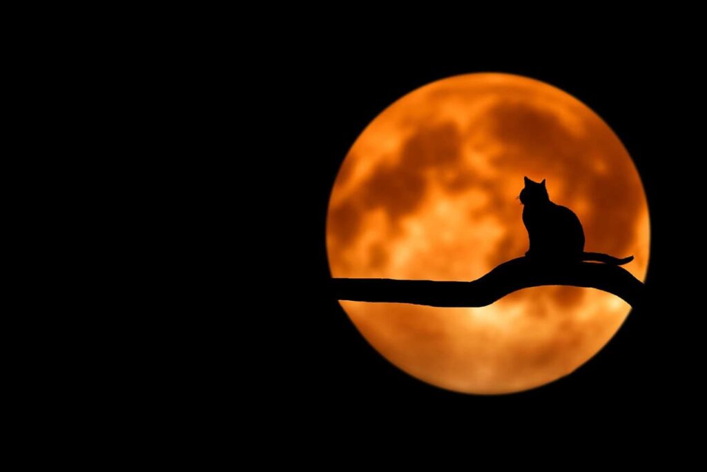 tree, cat, silhouette, moon, full moon, moonlight, luna, animal, lunar, pet, cat silhouette, branch, night sky, nature, dark sky, night, backlighting, black cat, halloween, Scorpio season, Ophiuchus forecast,