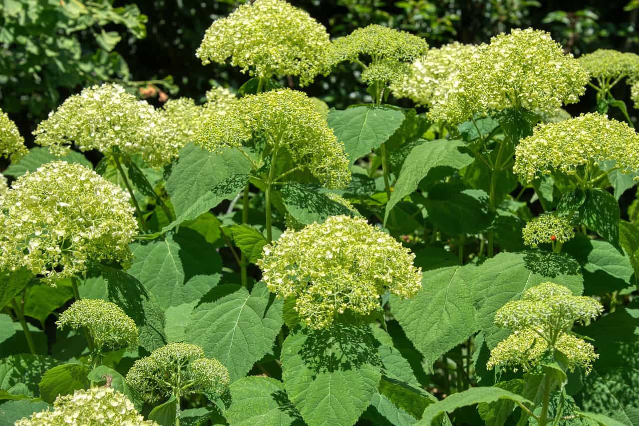 hydrangeas, nature, hydrangea, hydrangeaceae, inflorescence, ornamental shrub, green, blossoms, summer