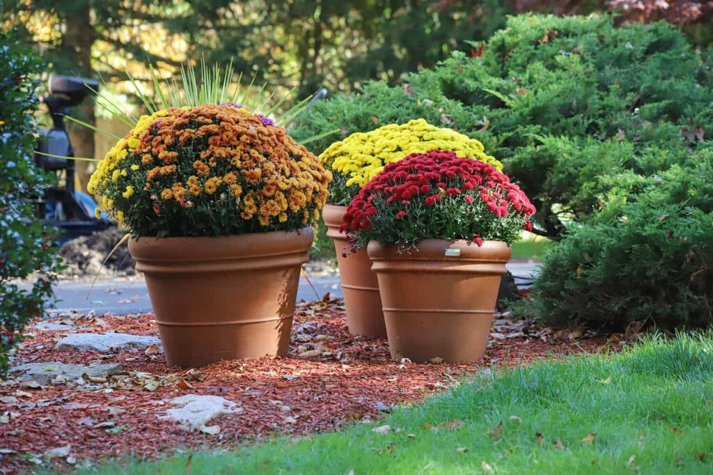 chrysanthemums, flower wallpaper, flowers, garden, flower background, bloom, beautiful flowers, nature, autumn, fall