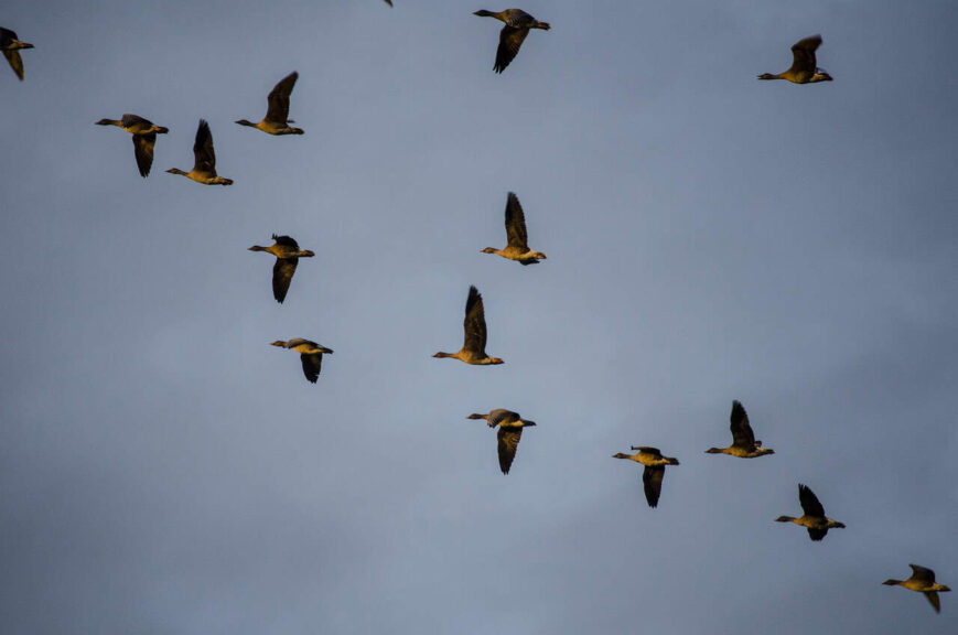 wild geese, migratory birds, bird migration, wildlife migration, fall travel